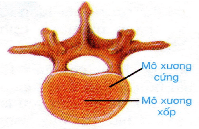 Xương là gì? Cấu trúc và đặc điểm của xương? Sinh học lớp 8